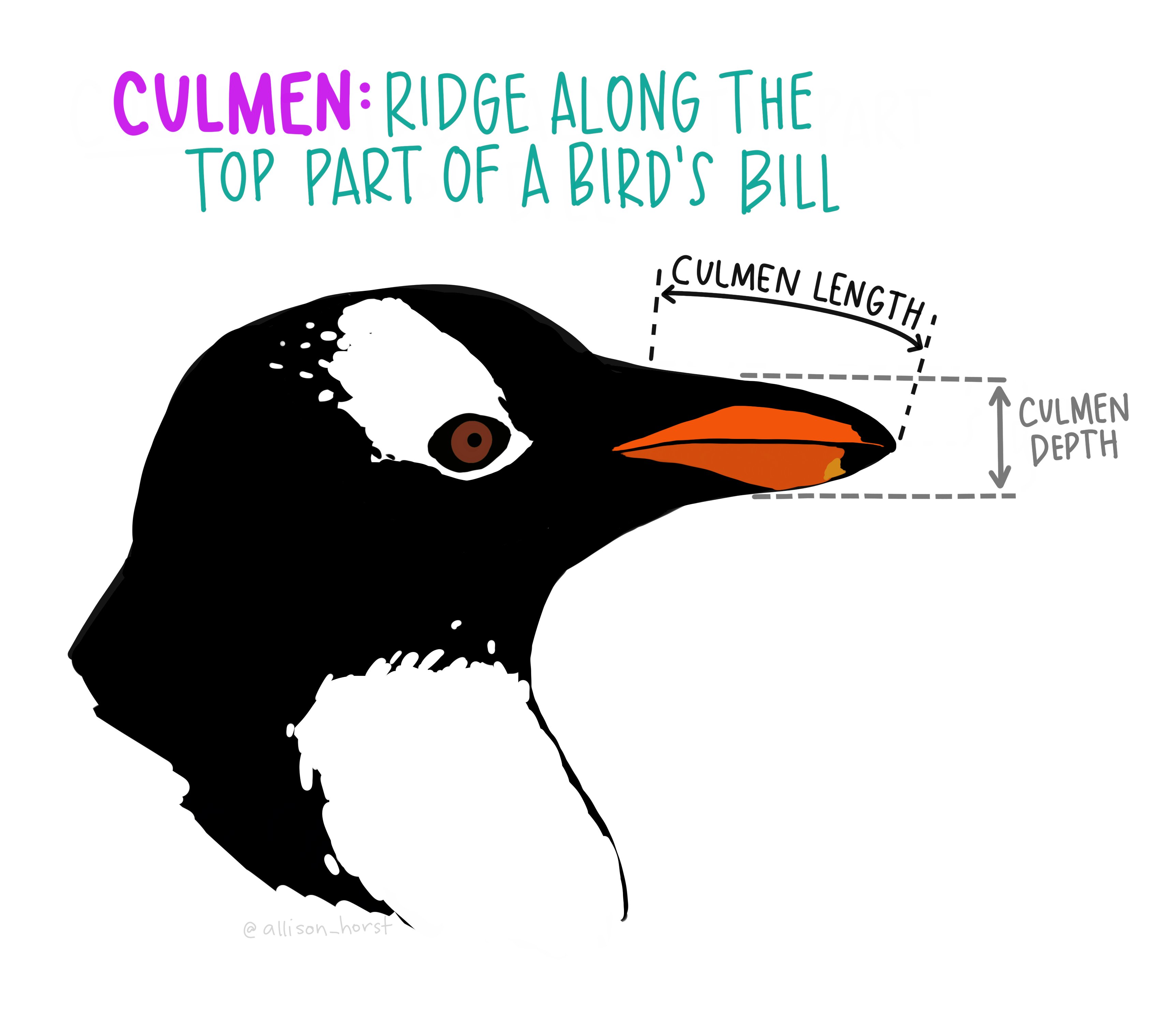 An illustration of the penguin, with annotations explaining the culmen length and culmen depth. The culmen is the upper ridge of a bird's beak