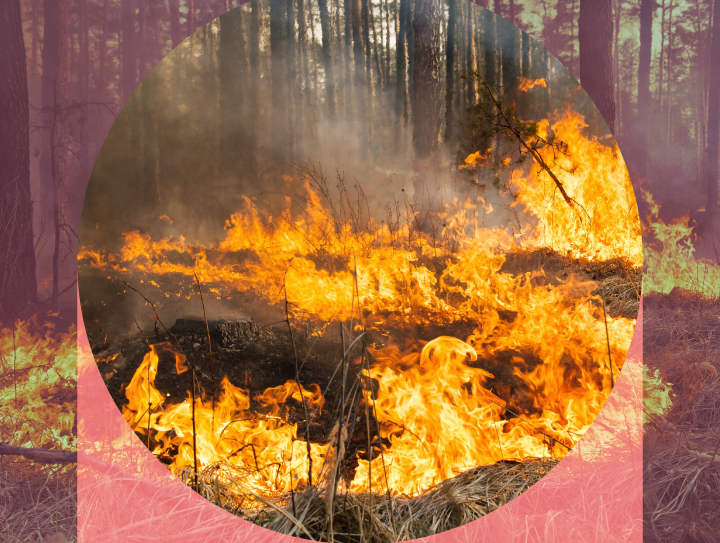 Open data on forest fires